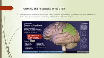 Preview of Resource PowerPoint for Psychology or Anatomy: Neurons, Nervous System, & Brain