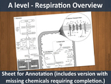 Respiration Overview Sheet (A level resource)