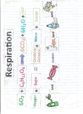 Respiration Puzzle for Interactive Notebook