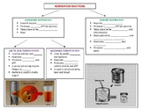 Respiration Reactions