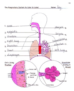 Preview of Respiration: The Respiratory System Facts, Color, Worksheet & Quiz