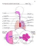 Respiration: The Respiratory System Facts, Color, Workshee