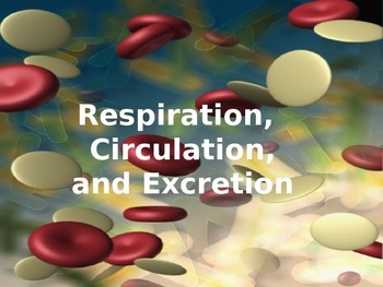 Preview of Respiratory, Circulatory, and Urinary System Notes