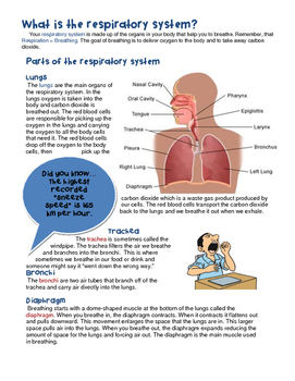 Preview of Respiratory System Reading and Writing Activities