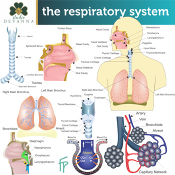 Preview of Respiratory System Clip Art