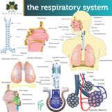 Respiratory System Clip Art