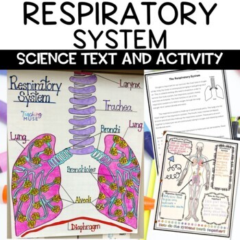 Preview of Respiratory System Activity