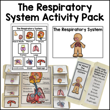Preview of Respiratory System Activity Bundle Respiratory System Activities