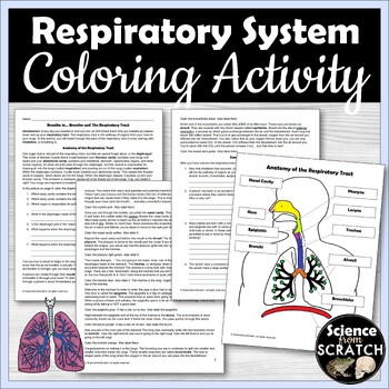 Preview of Respiratory System Anatomy Activity & Coloring Packet