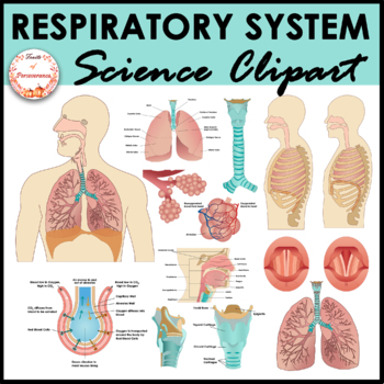Preview of Respiratory System Anatomy Clipart | Human Body Organ Systems