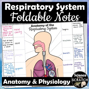 Preview of Respiratory System Anatomy & Physiology Foldable Doodle Notes