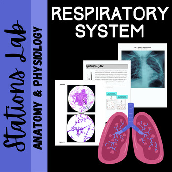 Preview of Respiratory System Anatomy: Stations Lab