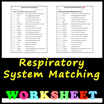 Preview of Respiratory System - Anatomy and Physiology Matching Worksheet with Answers