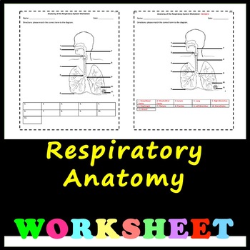 Preview of Respiratory System - Anatomy and Physiology Worksheet with Answers