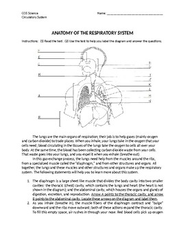 respiratory system anatomy of respiratory system worksheet tpt