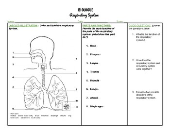 Preview of Respiratory System Biologue