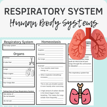 Preview of Respiratory System Bundle