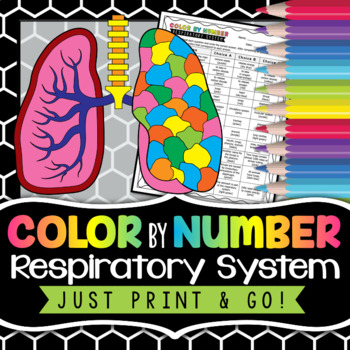 Preview of Respiratory System Color by Number - Science Color By Number Activity