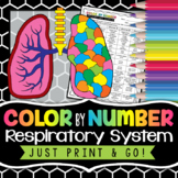 Respiratory System Color by Number - Science Color By Numb