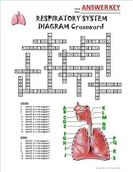 respiratory system crossword with diagram editable by