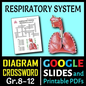 Preview of Respiratory System Crossword with Diagram | Printable & Distance Learning Option