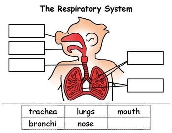 Preview of Respiratory System Cut & Paste