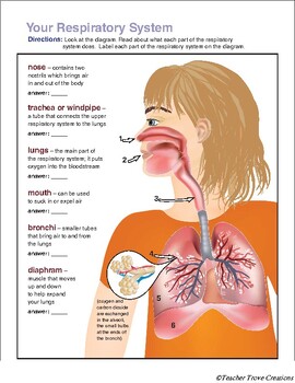 Preview of Respiratory System Diagram