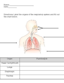 Respiratory System Functions Chart
