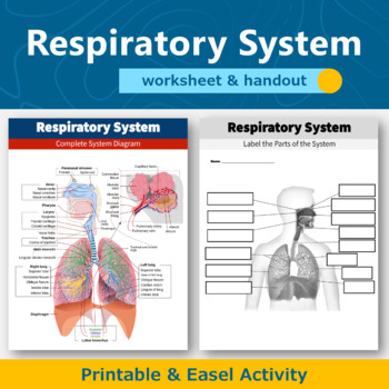 Preview of Respiratory System Diagram Worksheet and Handout | Human Body Systems