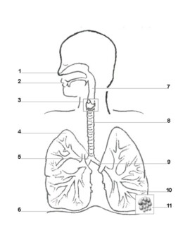 respiratory system labeled diagram