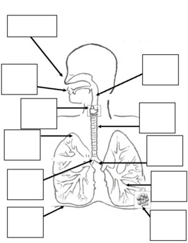Respiratory System Diagram and Labeling by Science is my Jam | TPT