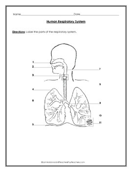 Respiratory System: Diagram to Label with Data Table by Lori Maldonado