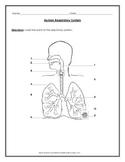 Respiratory System: Diagram to Label with Data Table