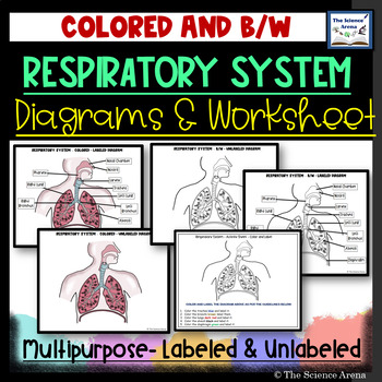 Preview of Respiratory System Diagrams – Labeled & Unlabeled | Respiratory System Worksheet