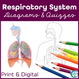 Respiratory System Label Diagram Worksheets & Teaching Resources | TpT