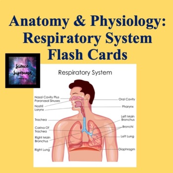 Preview of Respiratory System Flash Cards