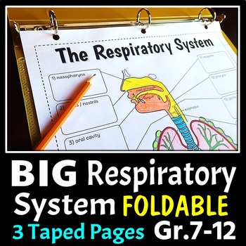 Preview of Respiratory System Foldable - Big Foldable for Interactive Notebooks or Binders