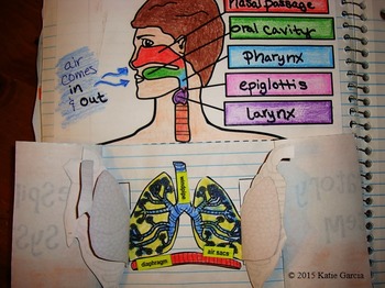 Respiratory System Foldables by Biology NOW | Teachers Pay Teachers