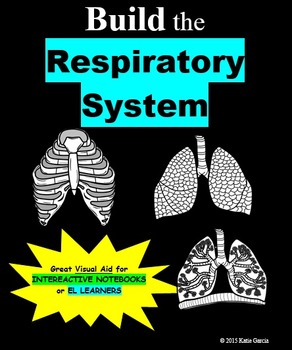 Preview of Respiratory System Foldables