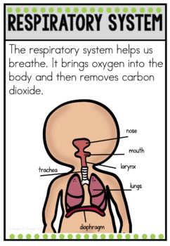 Respiratory System Human Body Systems by Rachel O Donnell | TpT