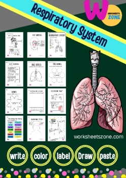Preview of Respiratory System: Functions, Breathing, Lungs, anatomy| Distance Learning2022