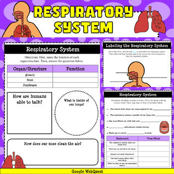 Preview of Respiratory System Google WebQuest