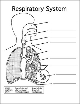 Preview of Respiratory System Graphic Organizer