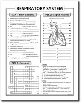 respiratory system homework
