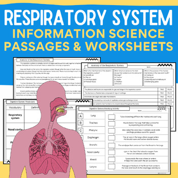 Preview of Respiratory System: Human Body {Information Passages, Worksheets, & Activities}
