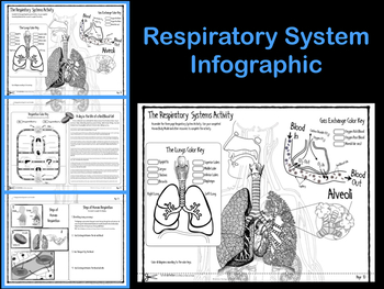 Respiratory System Infographic by James Gonyo | Teachers Pay Teachers