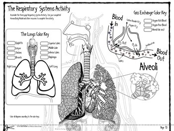 Respiratory System Infographic by James Gonyo | Teachers Pay Teachers