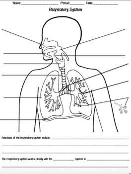 Respiratory System Introduction Structure and Function | TPT