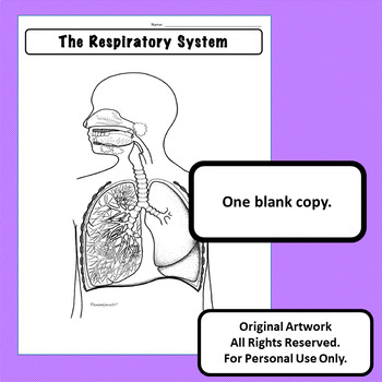 Respiratory System Diagram Personal Use Only Anatomy and Physiology