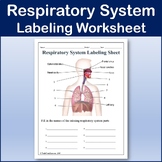 Respiratory System Label Worksheets & Teaching Resources | TpT